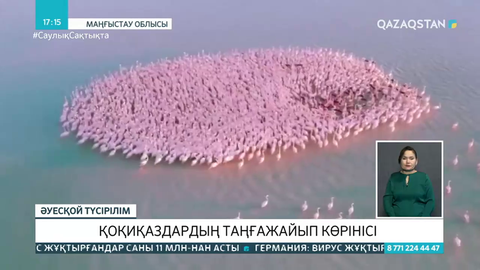 Қаракөлге қонған қоқиқаздардың видеосы халықты сүйсіндірді