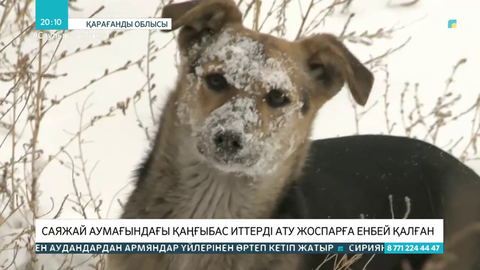 Сәтбаевта саяжайда жүрген қаңғыбас иттерді ату жоспарға енбей қалған