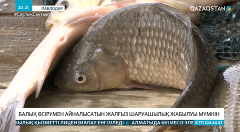 Павлодар облысында балық өсірумен айналысатын жалғыз шаруашылық жабылуы мүмкін