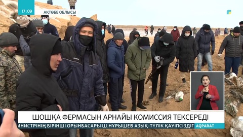 Ақтөбеде ауыл жұрты шошқа фермасын жабуды талап етті