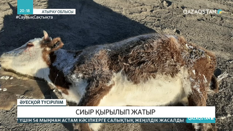 Атырау облысының Индер ауданында белгісіз себеппен ірі қара мал қырылып жатыр