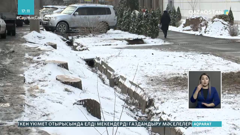 Алматы прокуратурасы заңсыз ағаш кесу фактісі бойынша тергеуді бастады