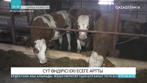 Шығыс Қазақстанда сүт өндірісі екі есеге артты
