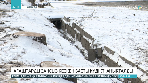 Алматыда ағаштарды заңсыз кескен басты күдікті анықталды