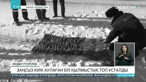 БҚО-да заңсыз киік аулаған екі қылмыстық топ ұсталды