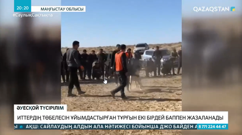 Иттердің төбелесін ұйымдастырған азамат екі бірдей баппен жазаланады