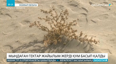 Жамбыл облысында мыңдаған гектар жайылымды құм басып қалды