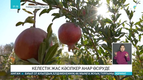 Түркістандық бағбан ауласында анар өсіріп жатыр