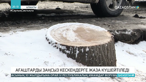 Ағашты заңсыз кескендер 3 млн теңгеге дейін айыппұл арқалауы мүмкін