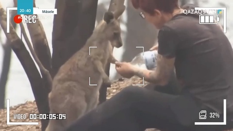 Өзге елдердегі жануарларға қатысты көзқарас