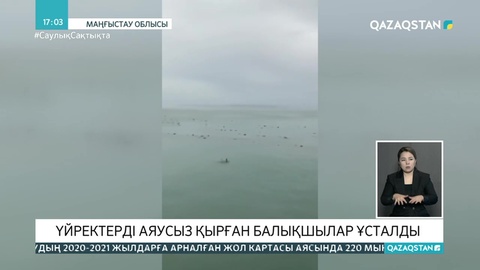 Каспий теңізінде үйректерді аяусыз қырған балықшылар ұсталды