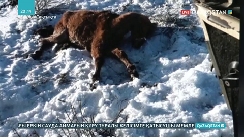 Маңғыстау облысында суыққа шыдамай, 200-ге жуық жылқы қырылды
