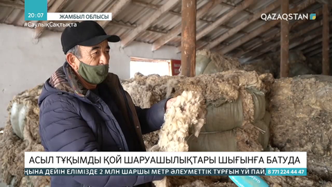 Жамбыл облысында асыл тұқымды қой шаруашылықтары шығынға батуда
