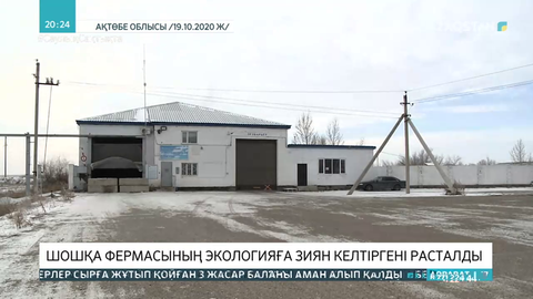 Ақтөбе облысында шошқа фермасының экологияға зиян келтіргені расталды