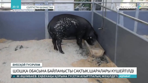 Ресейде шошқа обасының таралуына байланысты елімізде сақтық шаралары күшейтілді