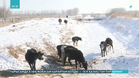 Түркістан облысының Абай ауылында белгісіз аурудан мал қырылып жатыр