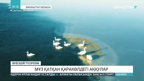 Қаракөлді мекендеген аққулардың видеосы жарияланды