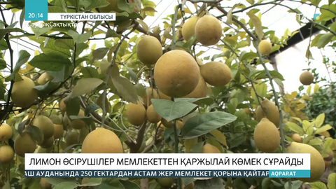 Түркістан облысындағы лимон өсірушілер мемлекеттен қаржылай көмек сұрайды