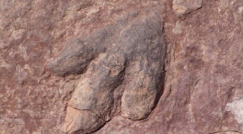 Канадада 11 млн жыл бұрынғы динозаврдың тасқа айналған қаңқасы табылды