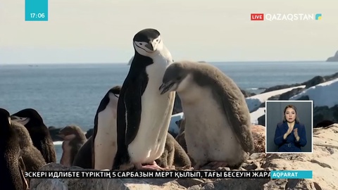 Батыс Антарктикада пингвиндер азайып барады