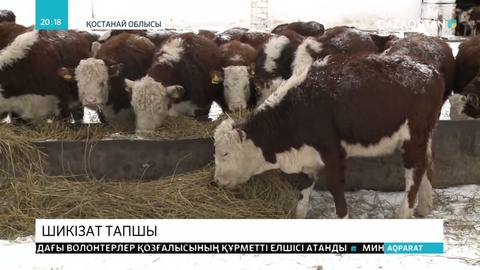 Арқалықтағы ет комбинаты шикізат тапшылығынан жұмыс істей алмай тұр