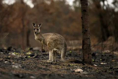 Австралиядағы өрт: Жануарлардың жүзден астам түріне көмек қажет