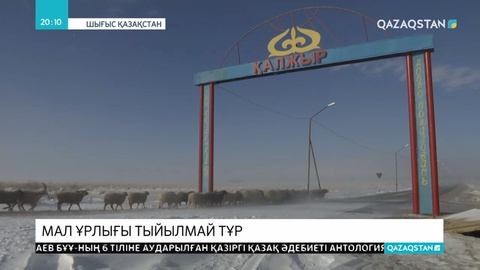 Шығыс Қазақстан облысында мал ұрлығы тыйылмай тұр