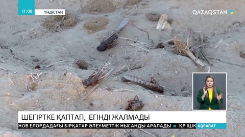 Үндістан жәндіктермен күресіп әлек