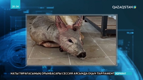 Елорданы кезген елік ұсталды