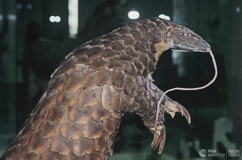 Қытай дәрігерлері коронавирус қай жануардан жұғатынын анықтады