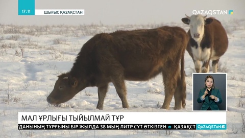ШҚО-да мал ұрлығы тыйылмай тұр