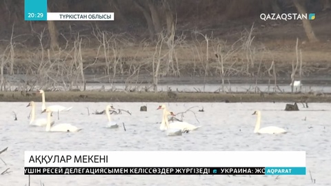 Отырар ауданындағы Көккөл су айдыны аққулар мекеніне айналған