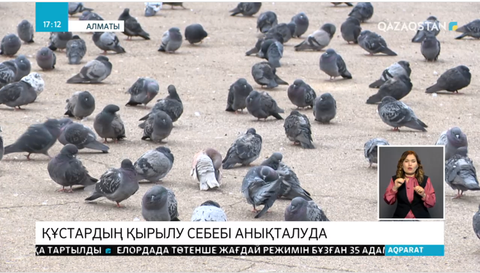Алматыдағы құстардың жаппай қырылуына улану себеп болуы мүмкін