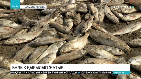 Алматы маңындағы Көкөзек су қоймасында балықтар жаппай қырылып жатыр
