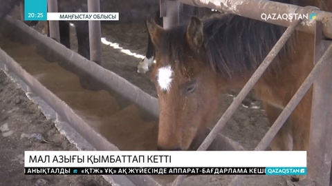 Маңғыстау облысында жем-шөп қымбаттады