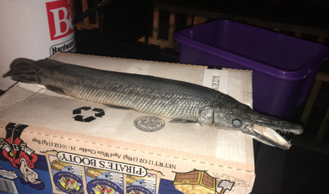 Миссисипиден қолтырауынға ұқсас өлі балық табылды