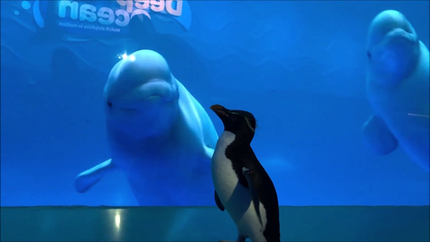 Шедд океанариумының пингвиндері тағы да серуенге шықты (Видео)