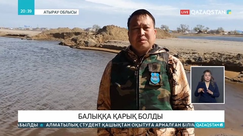 Солтүстік Қазақстан облысында өзен тасып, мыңдаған балық жағаға шығып қалды