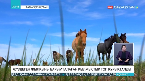 Батыс Қазақстан облысында жүздеген жылқыны барымталаған қылмыстық топ құрықталды
