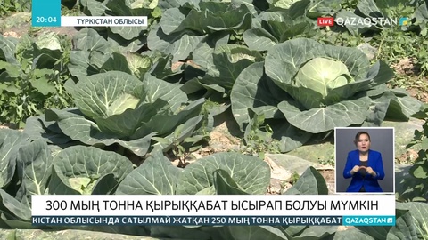 Түркістан облысының шаруалары 300 мың тонна қырыққабатты өткізе алмай жүр