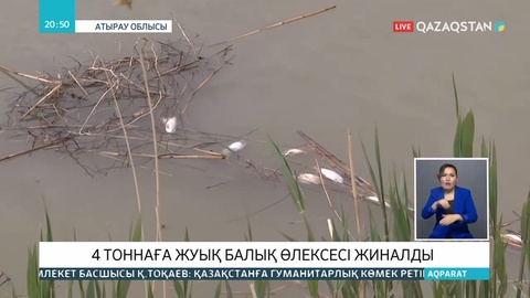 Жайық өзенінің сағасында 4 тоннаға жуық балық қырылып қалған