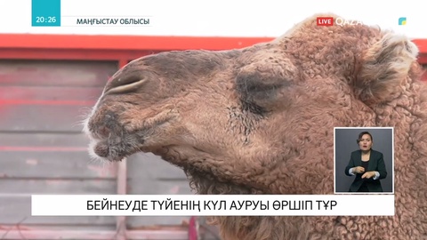 Түйелер күл ауруына шалдығуда