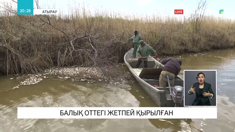 Атырауда 4 тоннадан астам балық оттегі жетпей қырылған