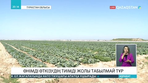 Ресейге 60 мың тонна қырыққабат өткізудің жолы табылды