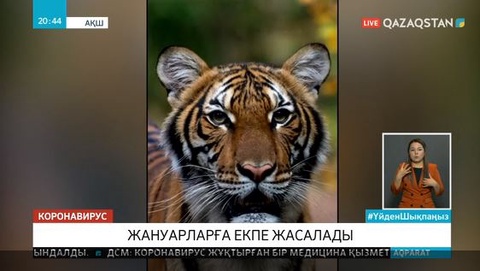 Коронавирус жануарларға жұға бастады