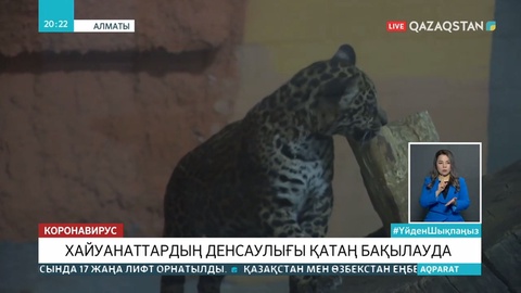 Хайуанаттар бағындағы жан жануарларды вирустан қорғау шаралары күшейді