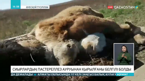 ШҚО-дағы малдың жаппай қырылуының себебі анықталды