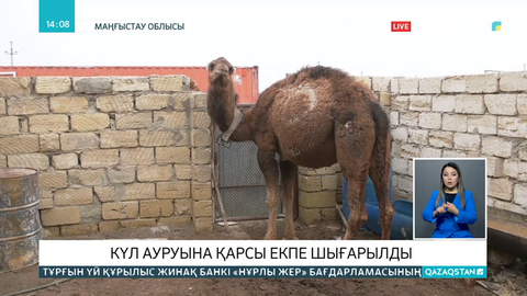 Түйенің күл ауруына қарсы вакцина шығарылды