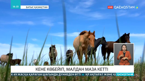 БҚО-да кене көбейіп, малдан маза кетті