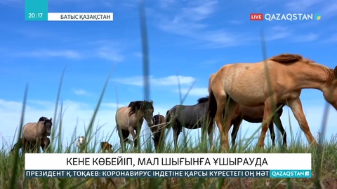 Оралда кененің кесірінен төрт түлік қырылып жатыр